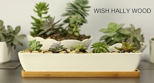 Miniatura 4 de 11 pulgadas de largo rectángulo blanco suculento plantador de cerámica macetas/mini contenedores de plantas de flores con platillos de bambú. tamaño