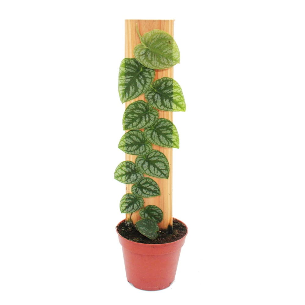 Exotenherz - Monstera dubia am Brett - Rarität - zweidimensionales Fensterblatt - 14cm Topf