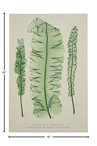 Amazon Brand – Stone & Beam Modern Green On White Botanical Canvas Print Wall Art, 16" X 24" #TOP2