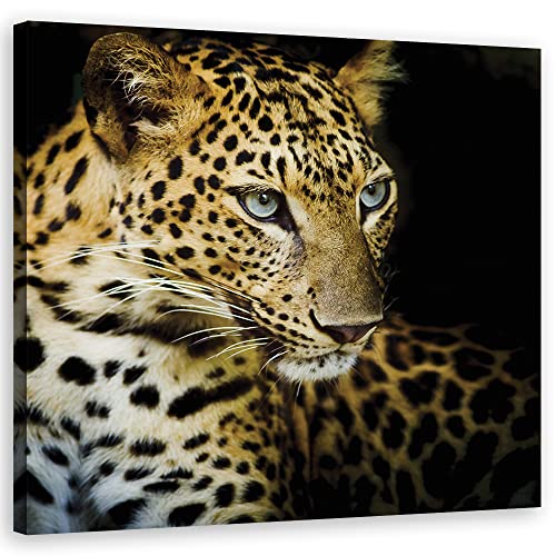 Feeby Tableau toile Jaguar Chat sauvage Prédateur 30x30 cm Image Photo Animaux Nature Exotisme orange Cover
