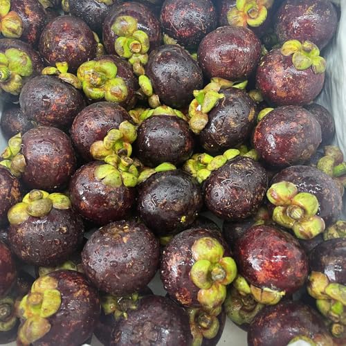 Mangostan Semillas Marca Generic