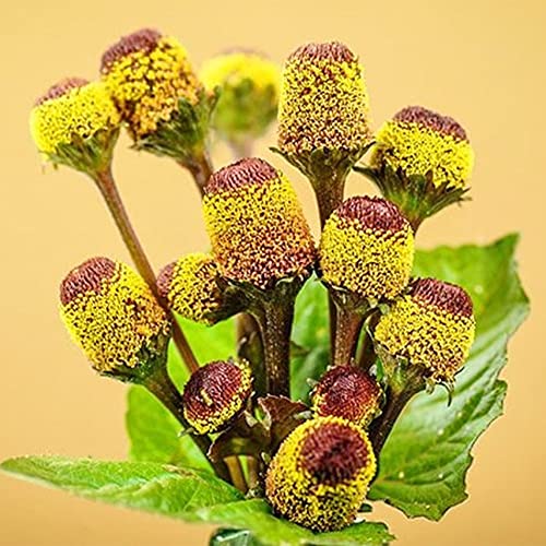 QAUZUY GARDEN 100 Toothache Plant Seeds, Tingflowers, Electric Daisy, Szechuan Buttons, Paracress, Buzz Buttons Seeds - Showy Flowering Herb for Garden Home Containers