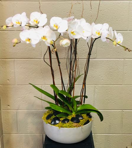 See full amazon price history chart for Cloud Farm Exotic Orchid Indoor Live Flower Plant CF_90 Cloud Farm Exotic Orchid Indoor Live Flower Plant CF_90 (B0B913JF81) Amazon Price History, Amazon Price Tracker