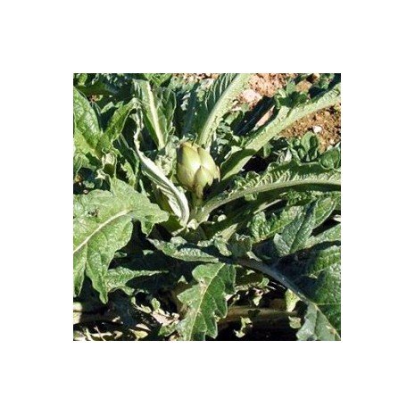 Alcachofera hoja triturada - 1 k