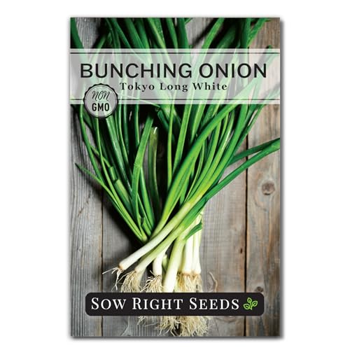 Sow Right Seeds - Tokyo Long White Bunching Onion Seeds for Planting - Perfect for Planting Outdoors or Indoors - Non-GMO Heirloom Green Onions - Easy to Grow for Gardeners - Tasty Flavor (1)
