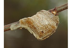 1-Piece Chinese Praying Praying Mantis Egg Casing - 100s of Babies Hatch Quietly