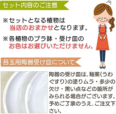 Amazon 観葉植物お試し5鉢セット 限定商品 何が来るかお楽しみ 観葉植物 オンライン通販