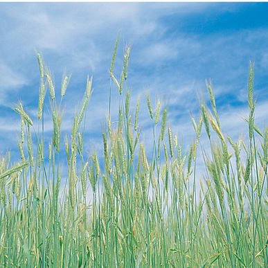 David's Garden Seeds Grain Crop Rye Winter Common 1821 (Brown) Non-Gmo, Heirloom Seeds 10 Ounce Package #TOP20