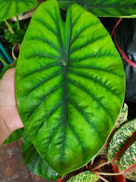 See full amazon price history chart for Nature Sense Alocasia Green Shield Indoor Live Plants for Home & Garden Nature Sense Alocasia Green Shield Indoor Live Plants for Home & Garden (B0C9YKY1C5) Amazon Price History, Amazon Price Tracker
