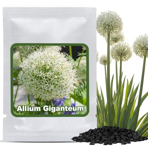 Magic of Nature: Riesen-Zierlauch Samen (30 Stk) Allium giganteum Weiß