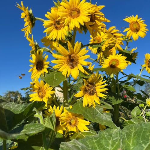 Sunflowers In Heaven - In Search of Truth cover art