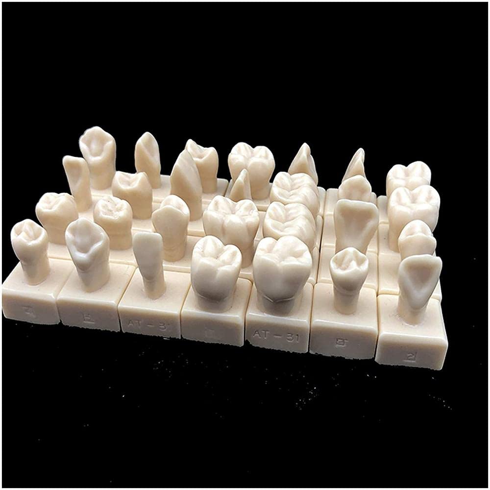 Modèle d'enseignement de sculpture dentaire avec base NaoSIn-Ni 28 pièces 1 2 fois