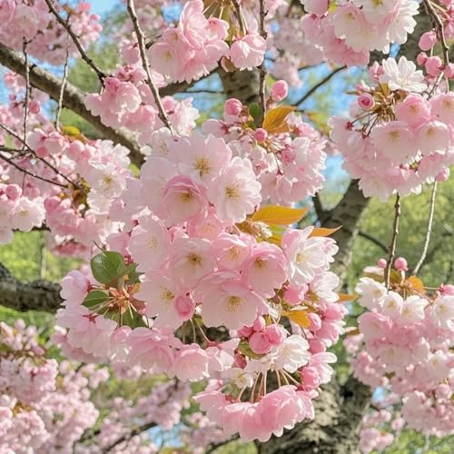 semillas de cerezo semillas de flores de balcón semillas de flores cortadas cubierta vegetal perenne resistente semillas para camas elevadas Decoración de jardín para exteriores 5pcs
