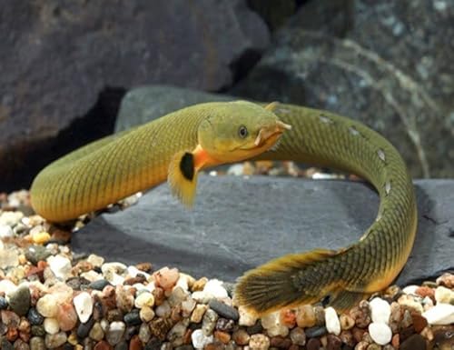 Santboz Rope Fish 8–10” – Live Freshwater Aquarium Fish – Unique Long-Bodied Species with Snake-Like Appearance – Peaceful and Hardy Oddball for Community and Planted Tanks