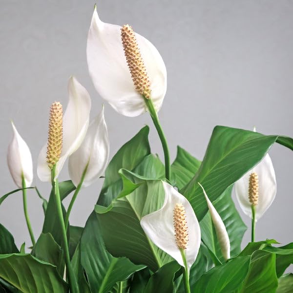 Oyeboy Live Peace Lily Indoor Plant Air Purifier Oxygen Supplier Good Luck Plant With Black 4'' Plastic Pot