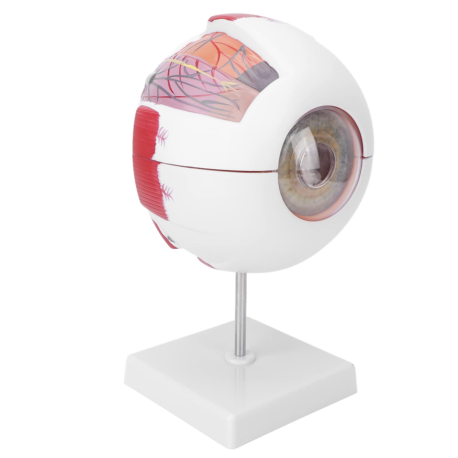 Eyeball Model, Lifelike Easy To Disassemble Human Eye Anatom Model Professional for Display for Science Education