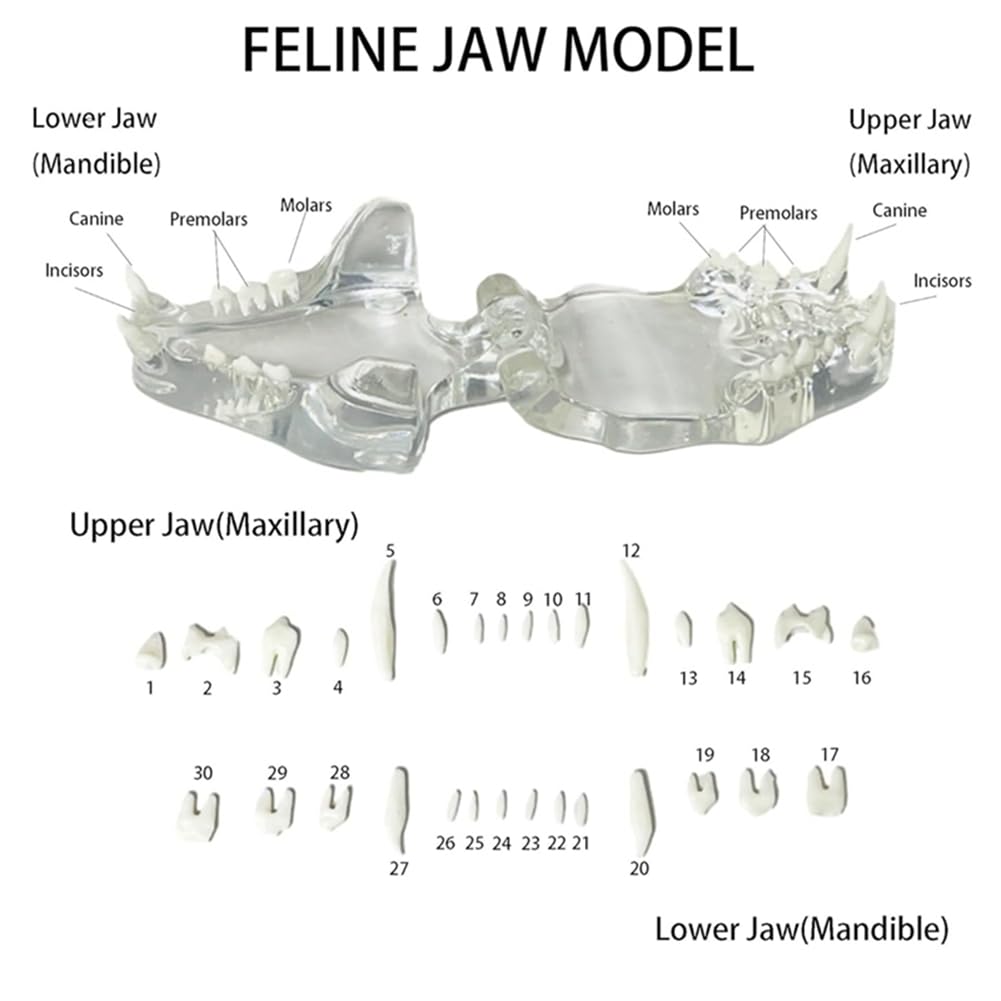 Dents canines transparentes Modèle anatomique pour animaux dentaires Outil pédagogique vétérinaire (chat) Transparent