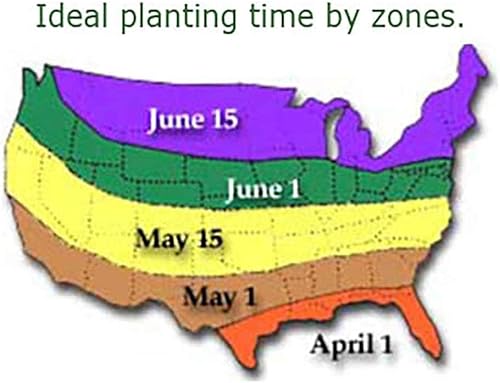 Miniatura 5 de Blaze - Bombillas de caladio para plantar, raíz de gran tamaño, follaje rojo y verde atrevido, resistentes en las zonas 9-11, caladio vibrante para