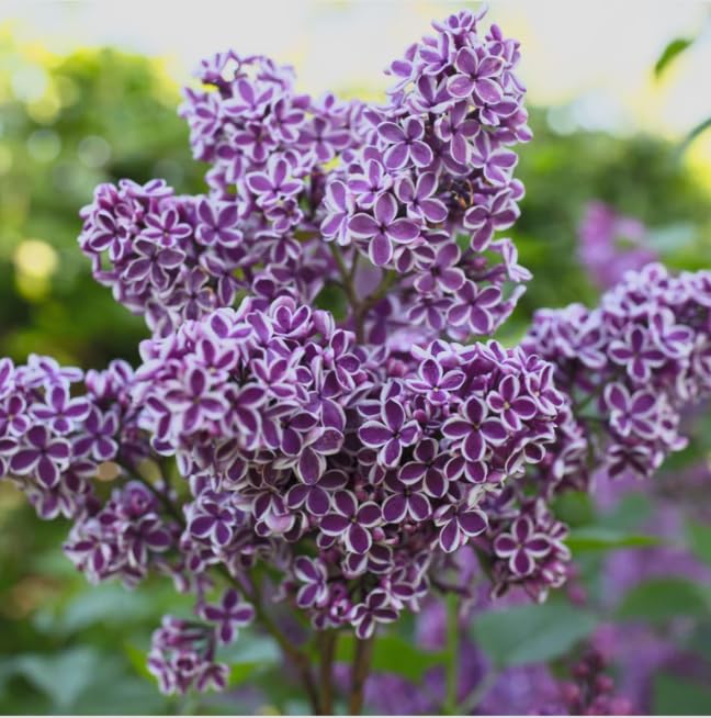 Sensation Lilac Live Starter Plant Syringa vulgaris Sensation Fragrant Purple & White Bicolor Flowers Cold Hardy Flowering Shrub Pollinator Friendly Lilac Bush