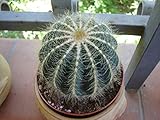 Notocactus magnificus, Eriocactus magnificus, Parodia magnificus Cactus Seeds (25 Seeds)