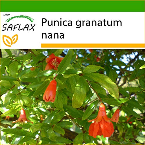 SAFLAX - Granado enano - 50 semillas - Con sustrato estéril para cultivo - Punica granatum nana