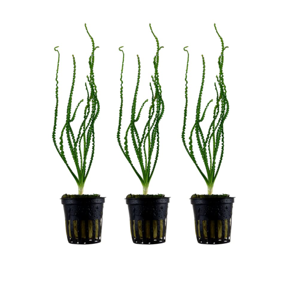 AquaOne Planta de acuario, 3 unidades, Crinum calamistratum, planta acuática, tubérculo/cebolla completamente enraizada, fácil de limpiar, decoración acuática