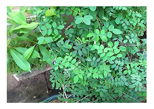 Seeds & Plants Shop by Ipsa Stk - 15x Clitoria ternatea blau Schmetterlingserbse Pflanzen - Samen ID26 - Seeds Plants Shop Samenbank Pfullingen Patrik Ipsa - Image 8