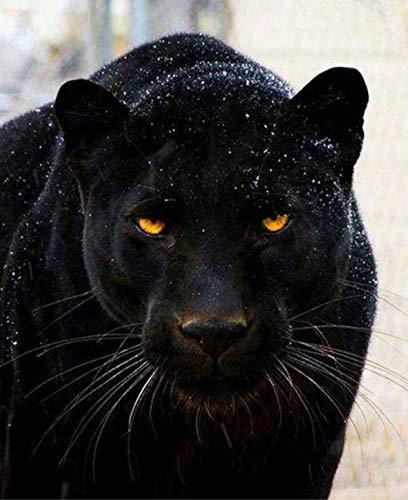 YCMXMY Rätsel Für Erwachsene, 1000 Teile Wilder Schwarzer Panther Puzzle-Puzzlespiele, Herausforderndes Geschenk Für Puzzlespielzeug Für Erwachsene Und Jugendliche 75X50Cm