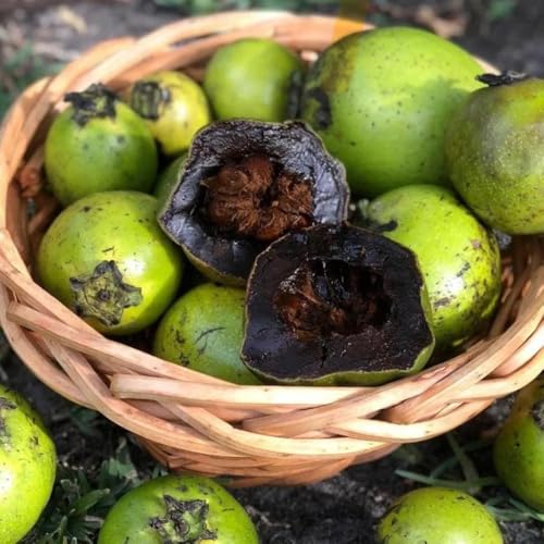 Comprar semillas resistentes del árbol de caqui - Pudín de chocolate con zapote negro - decoración de árboles frutales, regalos sostenibles Semillas de caqui negro, semillas de caqui, 80pcs