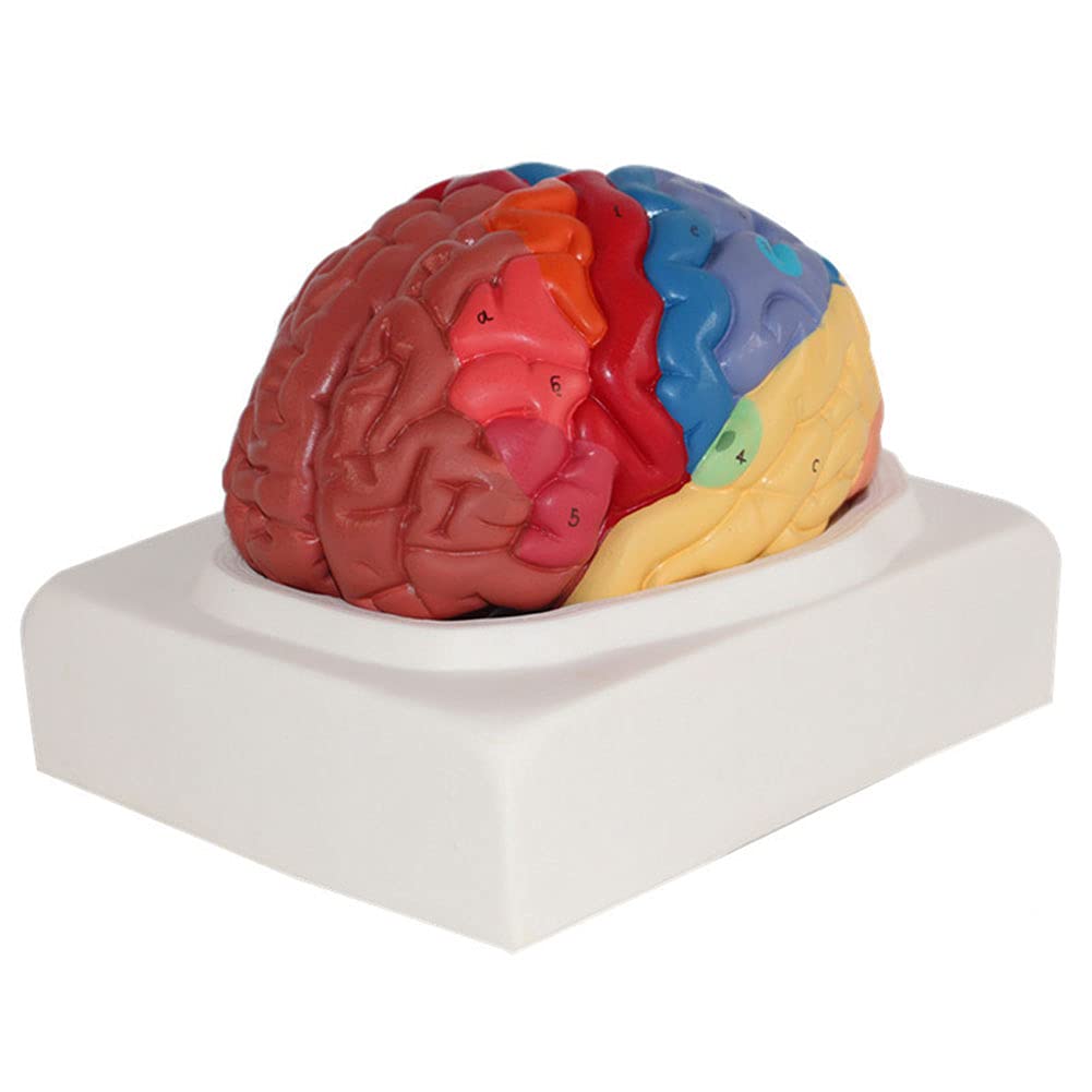 Beaghty Life Size Human Brain Anatomy Model Color Coded Partitioned ...