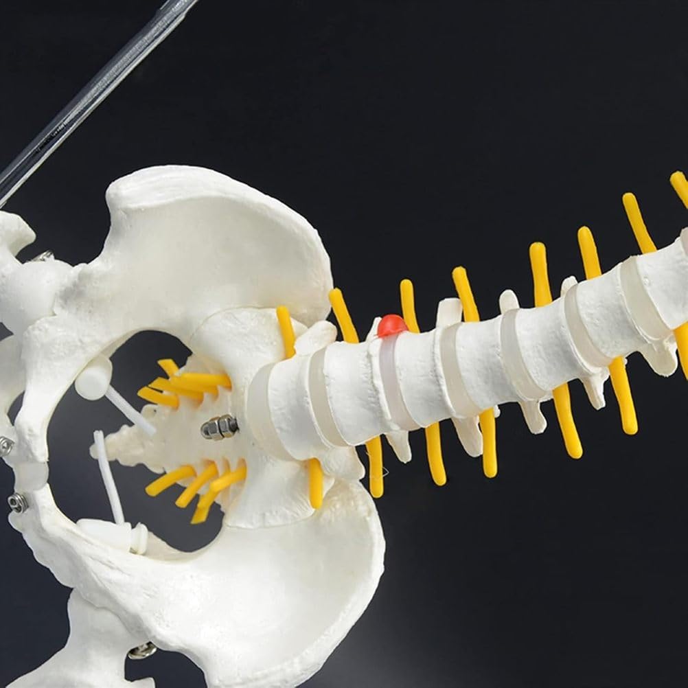 Modello Completo della Colonna vertebrale Umana da 45 cm, Colonna vertebrale con Bacino, Sacro, Teste del femore e Rami nervosi, Strumento educativo per l'insegnamento dell'anatomia con Supporto