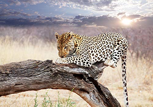 wandmotiv24 Fototapete Leopard Ast Savanne Himmel, XL 350 x 245 cm - 7...