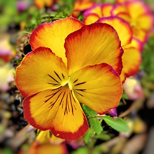 Do Deer Eat Pansies? (Yes. They Do) Conserve Energy Future