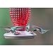 Perky-Pet Red Hobnail Vintage Glass Hummingbird Feeder 8130-2