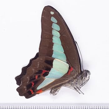 Amazon | 未展翅 昆虫標本No.12 アオスジアゲハ標本落札合計3000