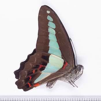 昆虫標本 一式 INSECTPORT TOKYO2025まで2週間となりました。 今回は立体標本