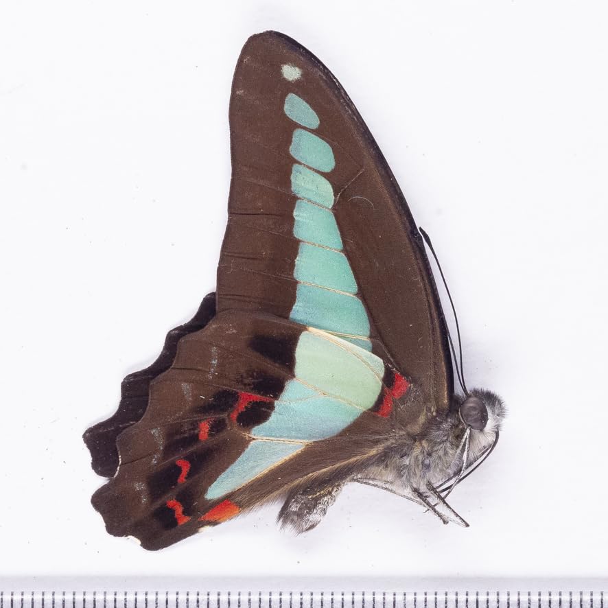 蝶標本 楽天市場】【宅配便送料無料】昆虫の標本 蝶の標本 14匹セット