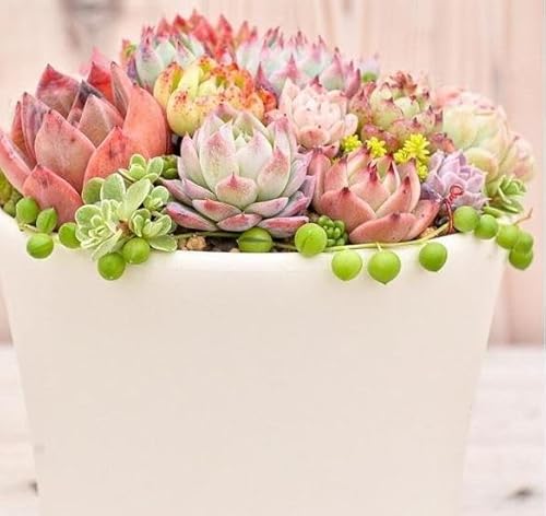 [多肉植物]大きな寄せ植え直径15cm白ポット