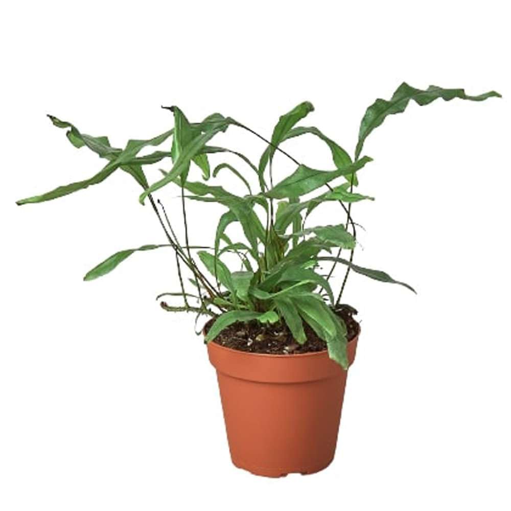 Thirsty Leaves Fern Kangaroo Paw