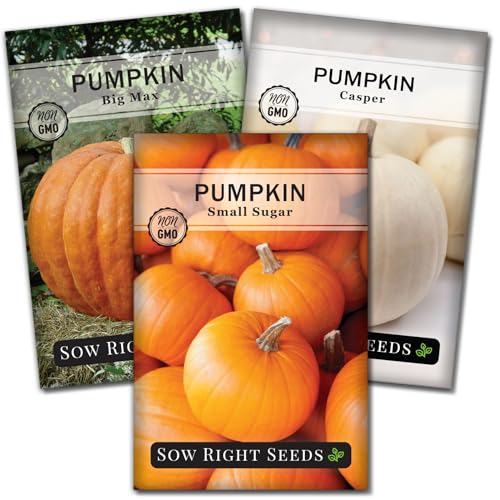 Sow Right Seeds - Classic Pumpkin Seed Collection for Planting - Small Sugar Casper & Big Max Pumpkin Seeds - Non-GMO Heirloom Packets with Instructions to Plant Home Vegetable Garden - Fall Harvest