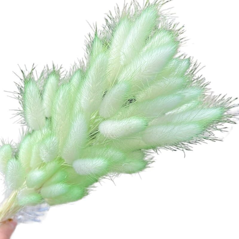 Pampas Grass Large Gradual Color Change Bunny Rabbit Tail Grass miniatura 1