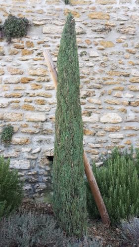 Cupressus sempervirens 'Stricta' / Cyprès d'Italie/Conteneur de 3 à 4 litres