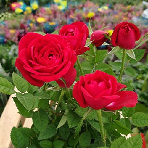 Soil Savers Real Live Desi Red Rose All Time And Season Flowering Plant With Plastic Pot 4 Inch Size (B0C7Q9PYRM) Amazon Price History, Amazon Price Tracker