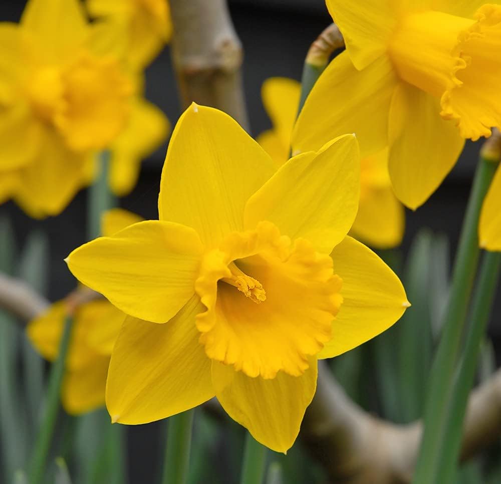 Daffodil Golden King Alfred 32 Bulbs – Classic Golden Trumpet by T&M