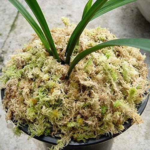 Listado y reviews de Tierra para orquídeas favoritos de las personas. 6 Imagen adicional