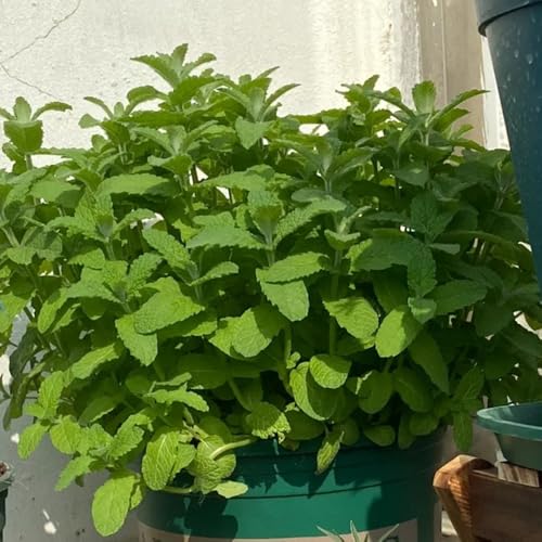 Apfelminze, nachhaltige produkte minze kräutersamen küchenkräuter seltene alte sorten pfefferminze heilkräuter hochbeet balkonpflanzen 100Samen