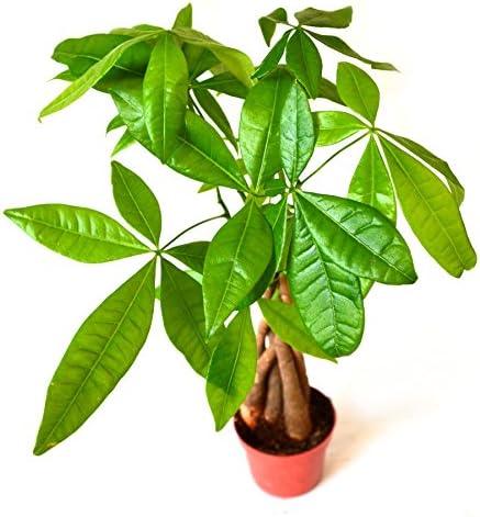 9GreenBox - 5 Money Tree Plants Braided into 1 Tree - 4" Pot
