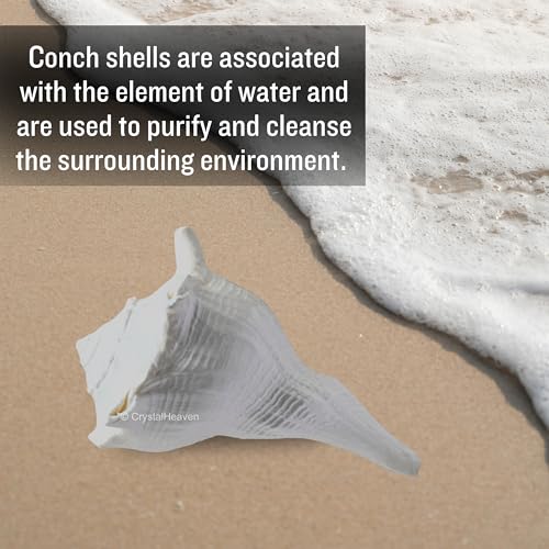 Image of Crystal Heaven Dakshinavarti Shankh Original - 4 to 5 inch inches Large Dakhinabarti Sankha for Puja Original Conch Shell - Natural Dakshinmukhi Shankh for Pooja, Meditation and Gifts