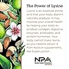 Quantum-Health-Super-Lysine-Advanced-Formula-Lysine-Immune-Support-with-Vitamin-C-Echinacea-Licorice-Propolis-Odorless-Garlic-180-Tablets-Packaging-may-vary Quantum Health SuperLysine+ Advanced Formula Immune Support Supplement Lysine 1500 mg, Vitamin C Echinacea Licorice Bee Propolis & Odorless Garlic Daily Wellness Blend for Women & Men - 180 Tablets