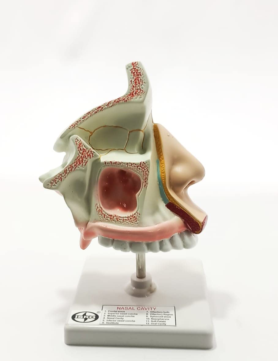 ISKO® Anatomical Human Nose/Nasal Cavity Model (B0C3WD8Y4C) Amazon Price History, Amazon Price Tracker
